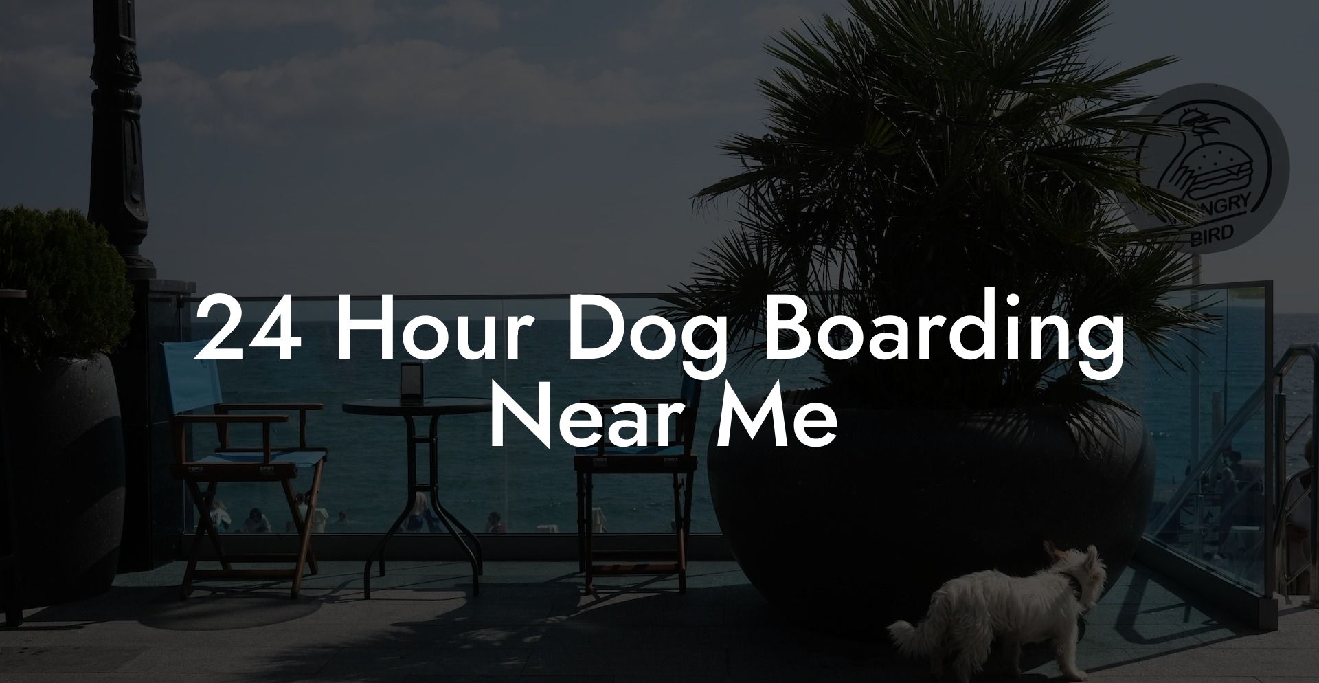 24 Hour Dog Boarding Near Me