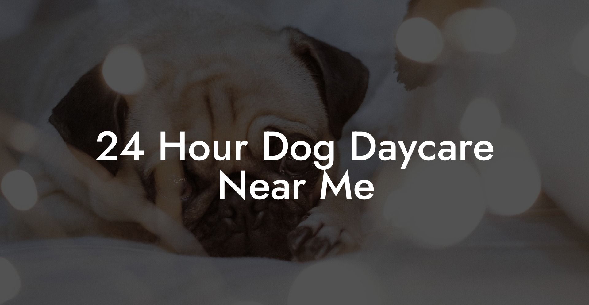24 Hour Dog Daycare Near Me