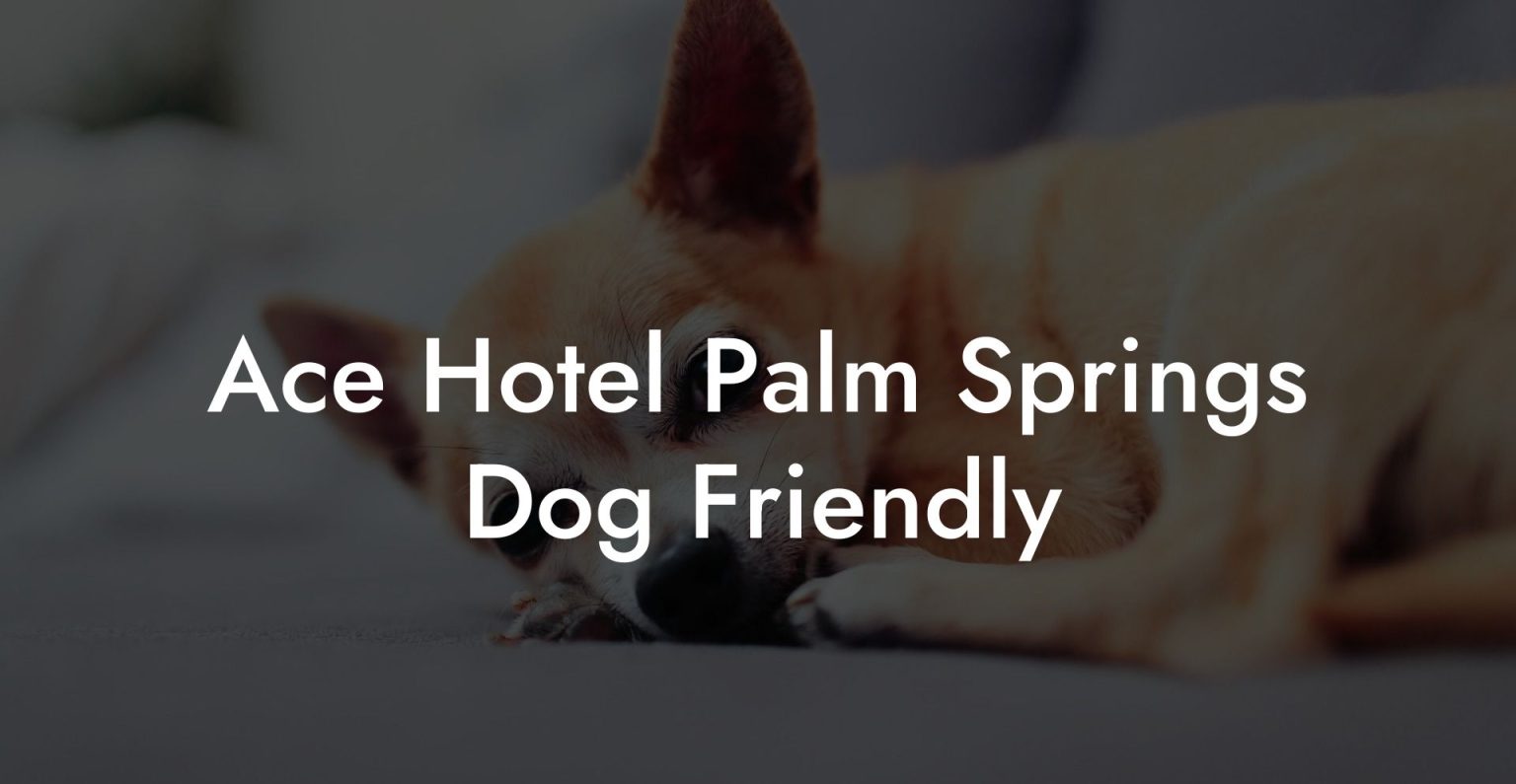 Ace Hotel Palm Springs Dog Friendly Dog Hotels