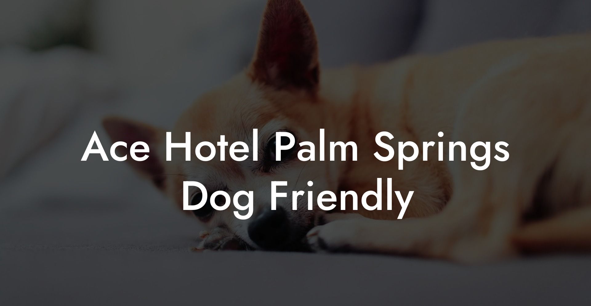Ace Hotel Palm Springs Dog Friendly