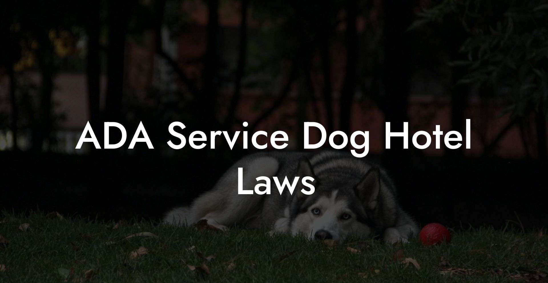 ADA Service Dog Hotel Laws