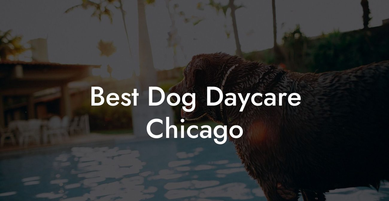 Best Dog Daycare Chicago