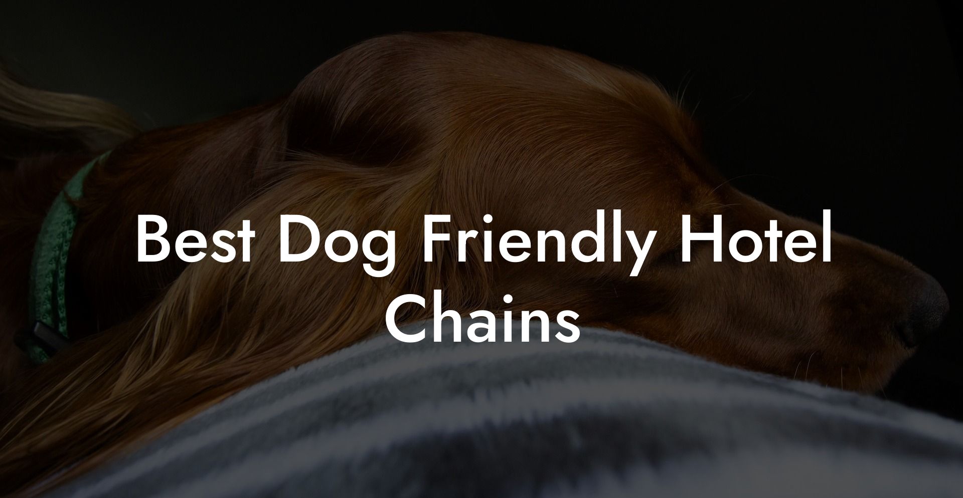 Best Dog Friendly Hotel Chains