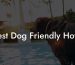Best Dog Friendly Hotel