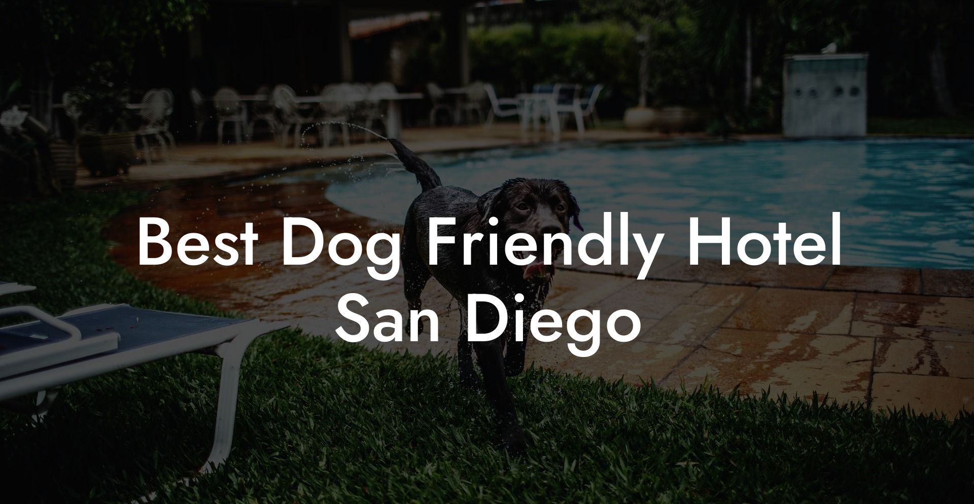 Best Dog Friendly Hotel San Diego