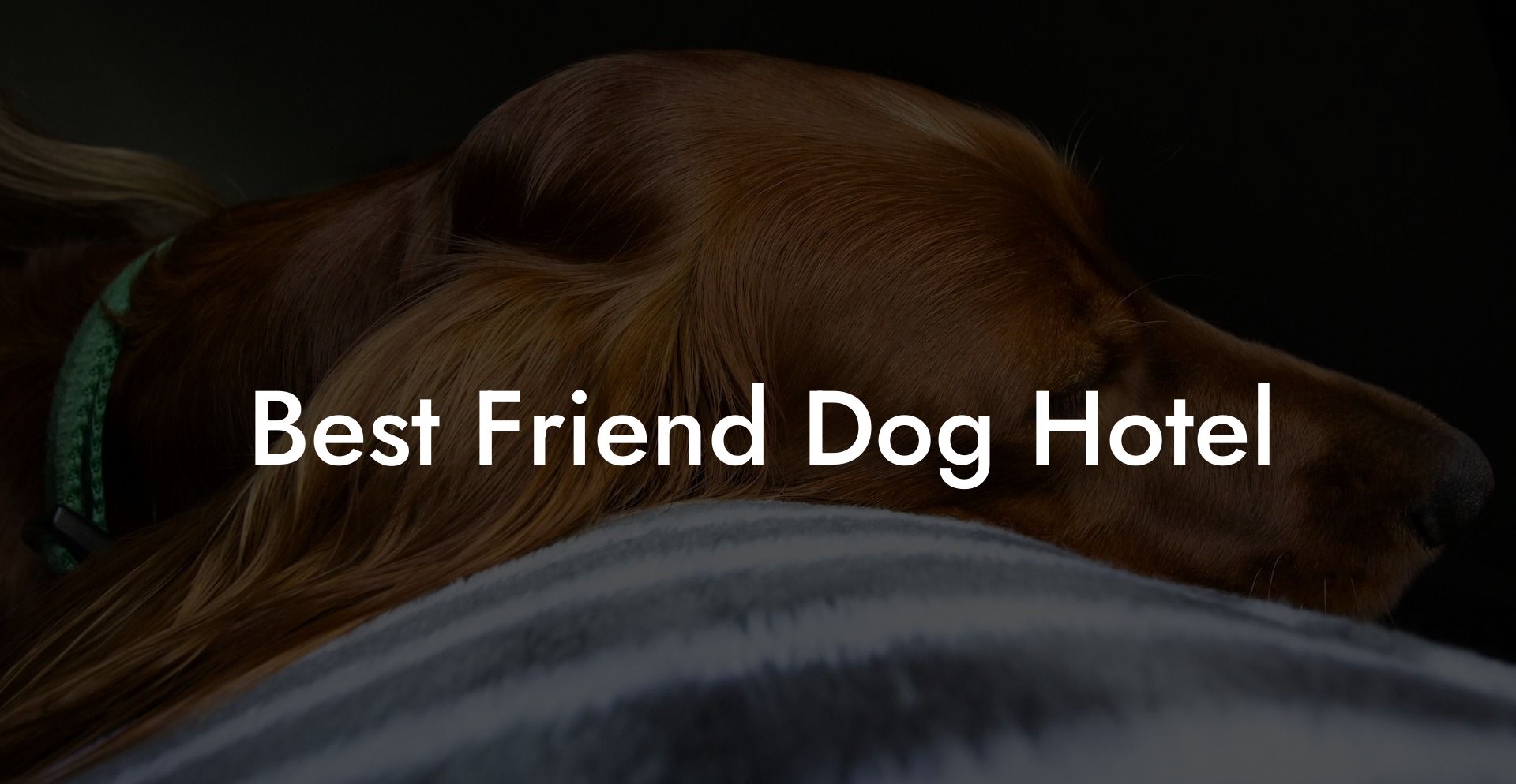 Best Friend Dog Hotel