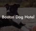 Boston Dog Hotel