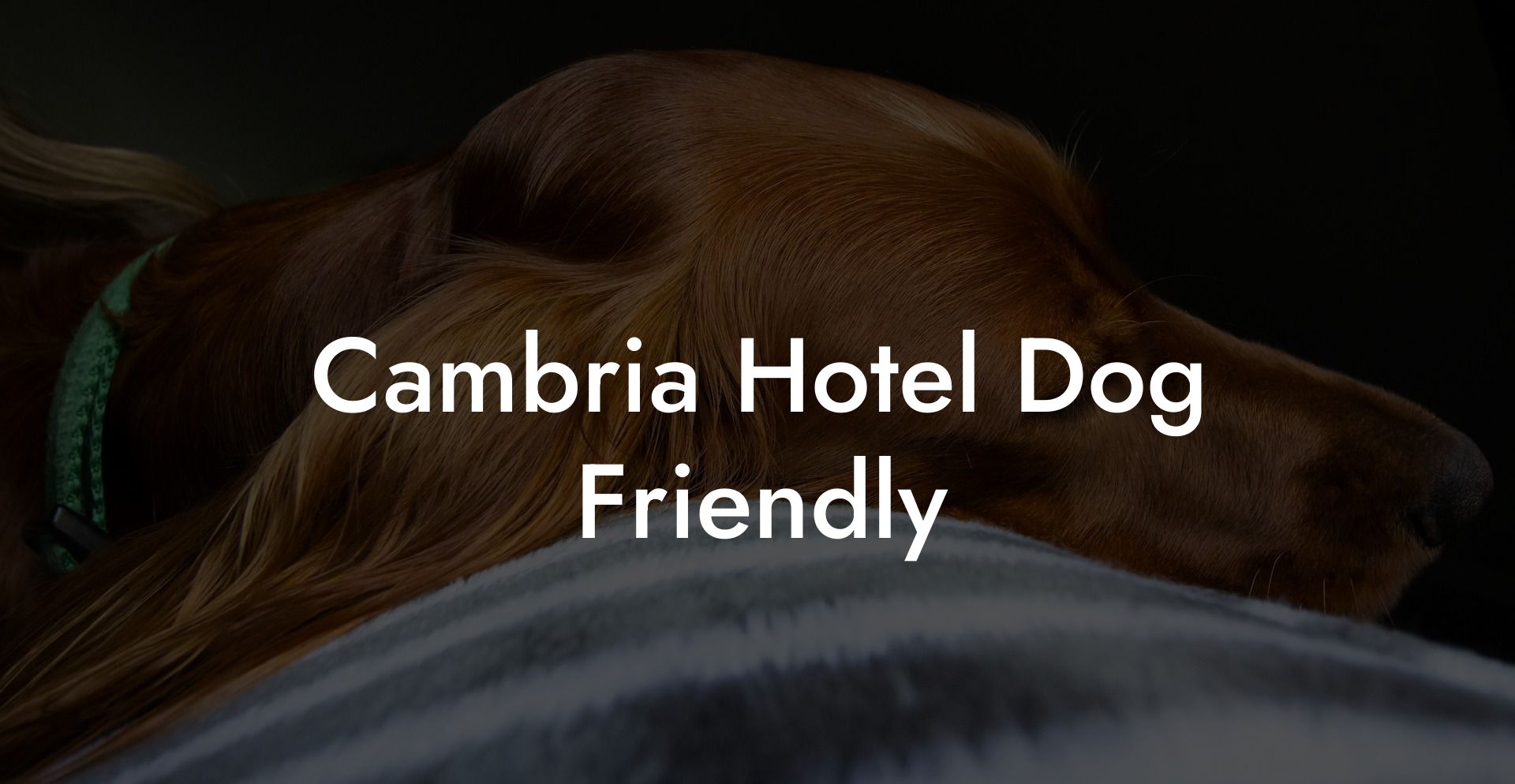 Cambria Hotel Dog Friendly