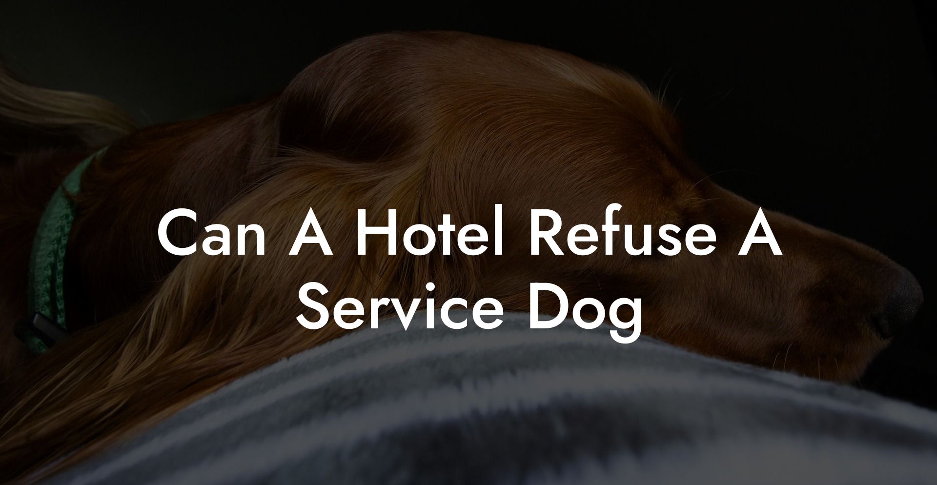 Can A Hotel Refuse A Service Dog