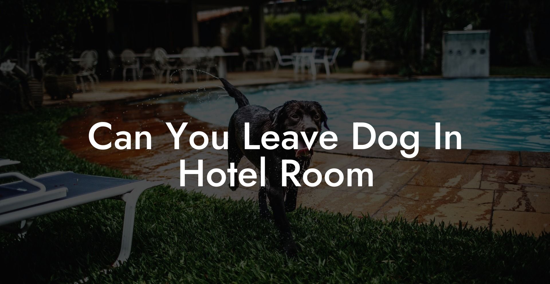 Can You Leave Dog In Hotel Room