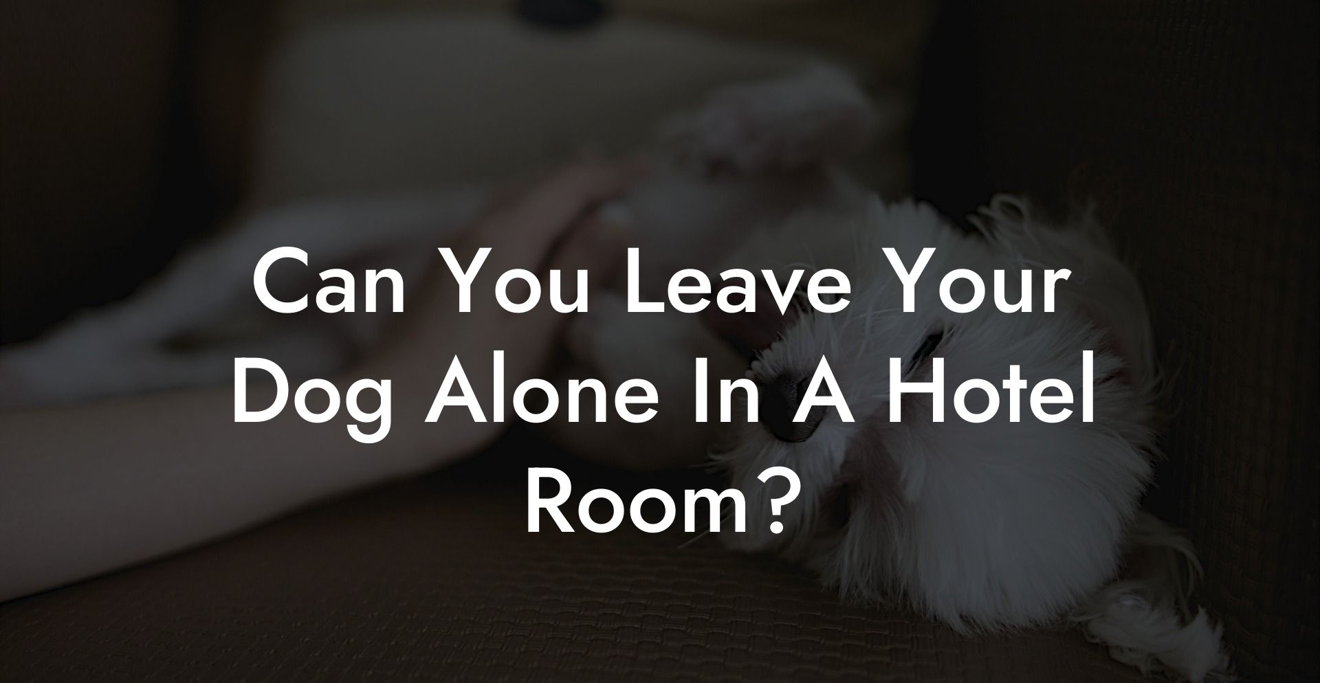 Can You Leave Your Dog Alone In A Hotel Room?