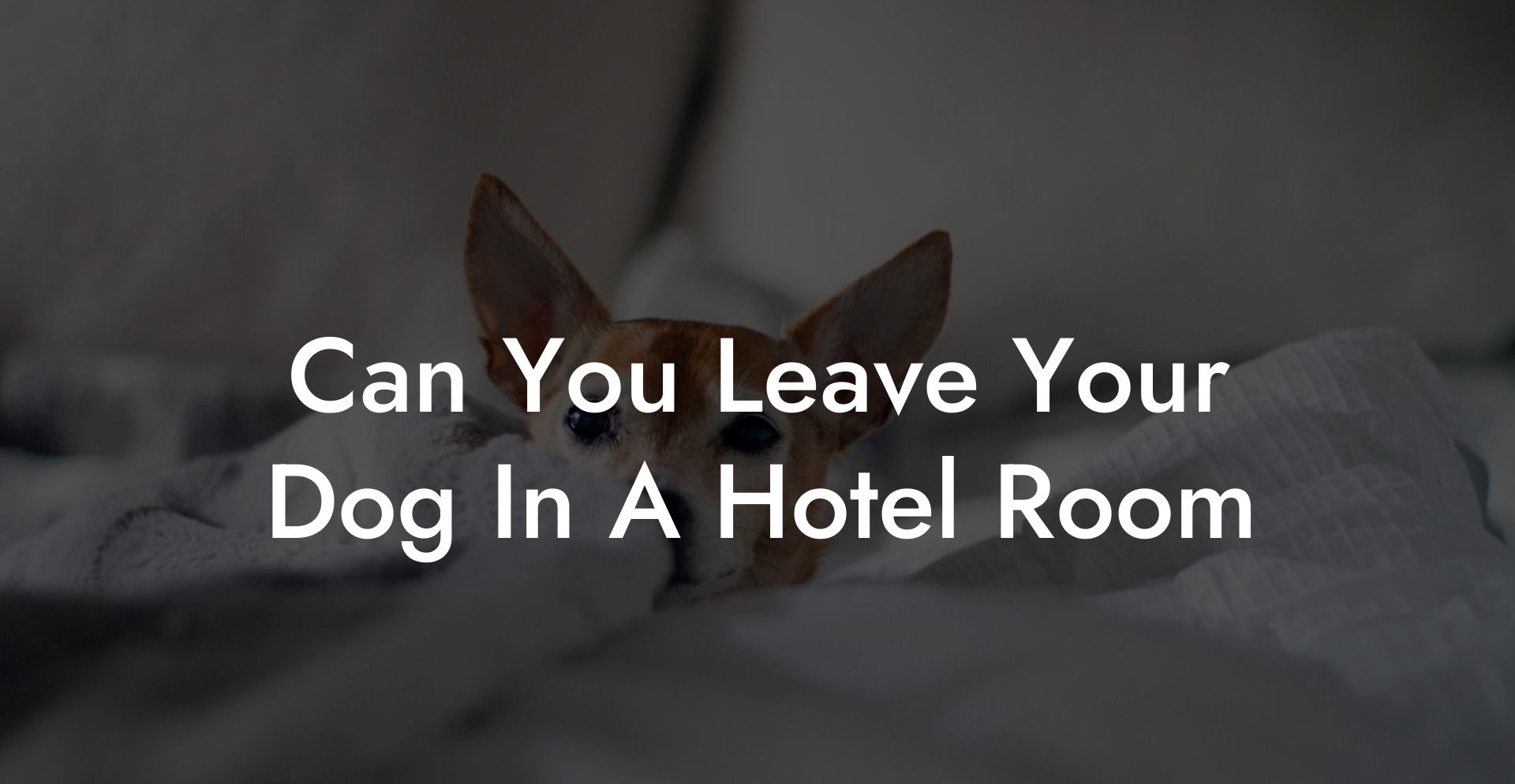Can You Leave Your Dog In A Hotel Room