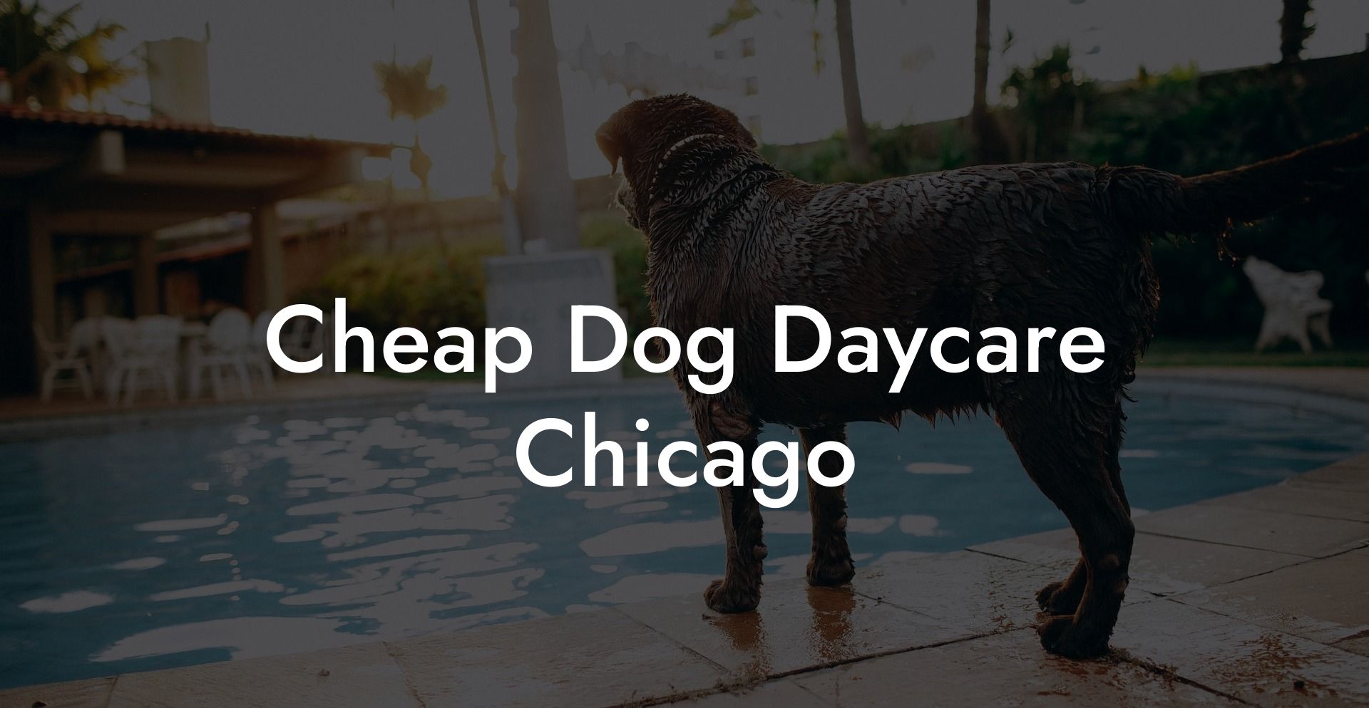 Cheap Dog Daycare Chicago