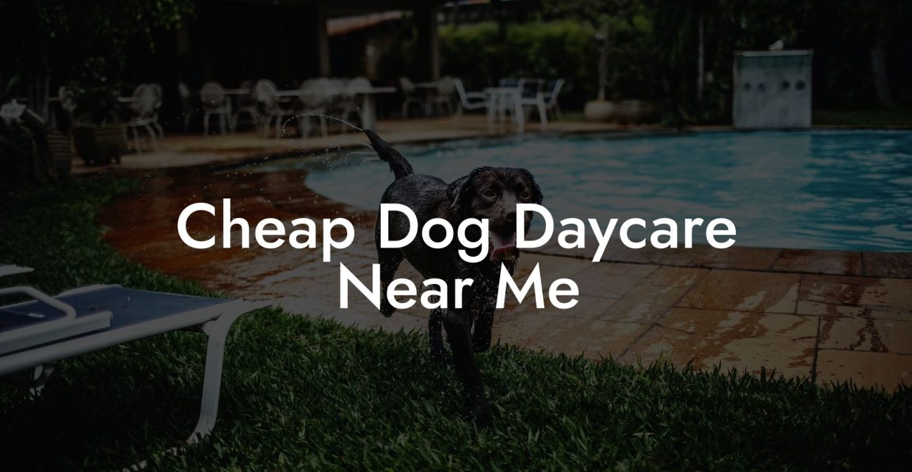 Cheap Dog Daycare Near Me