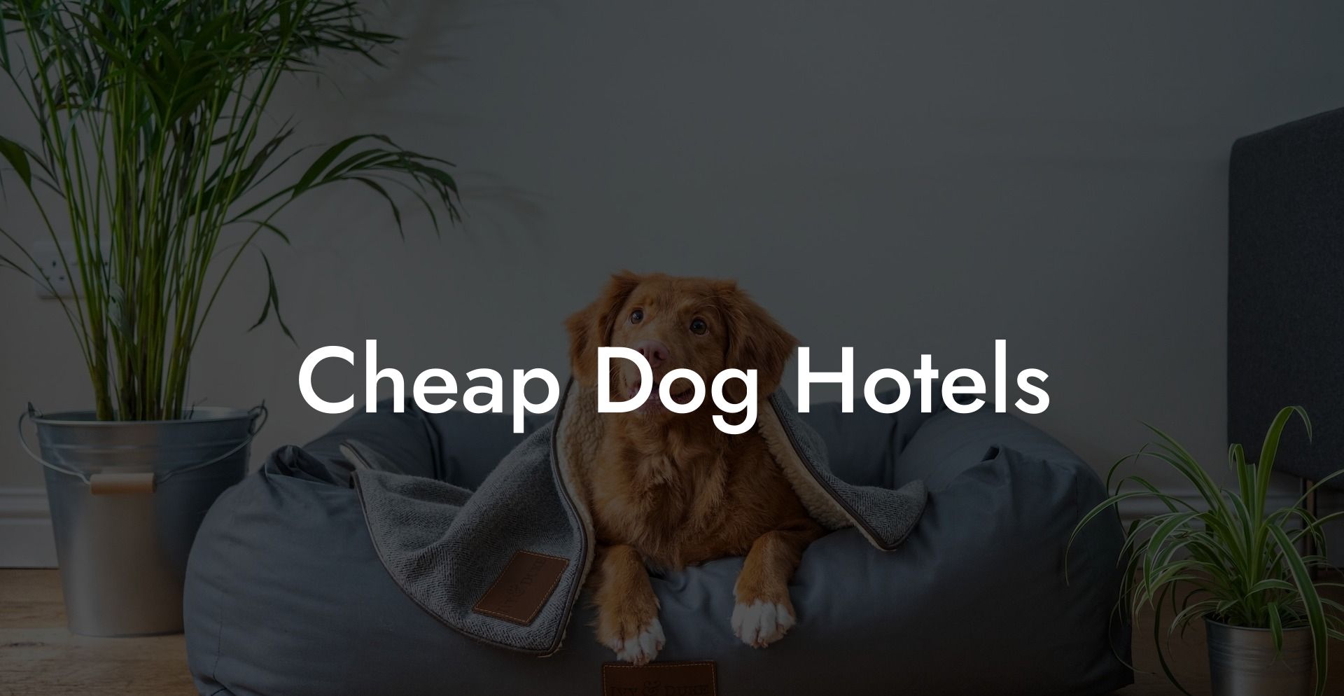 Cheap Dog Hotels