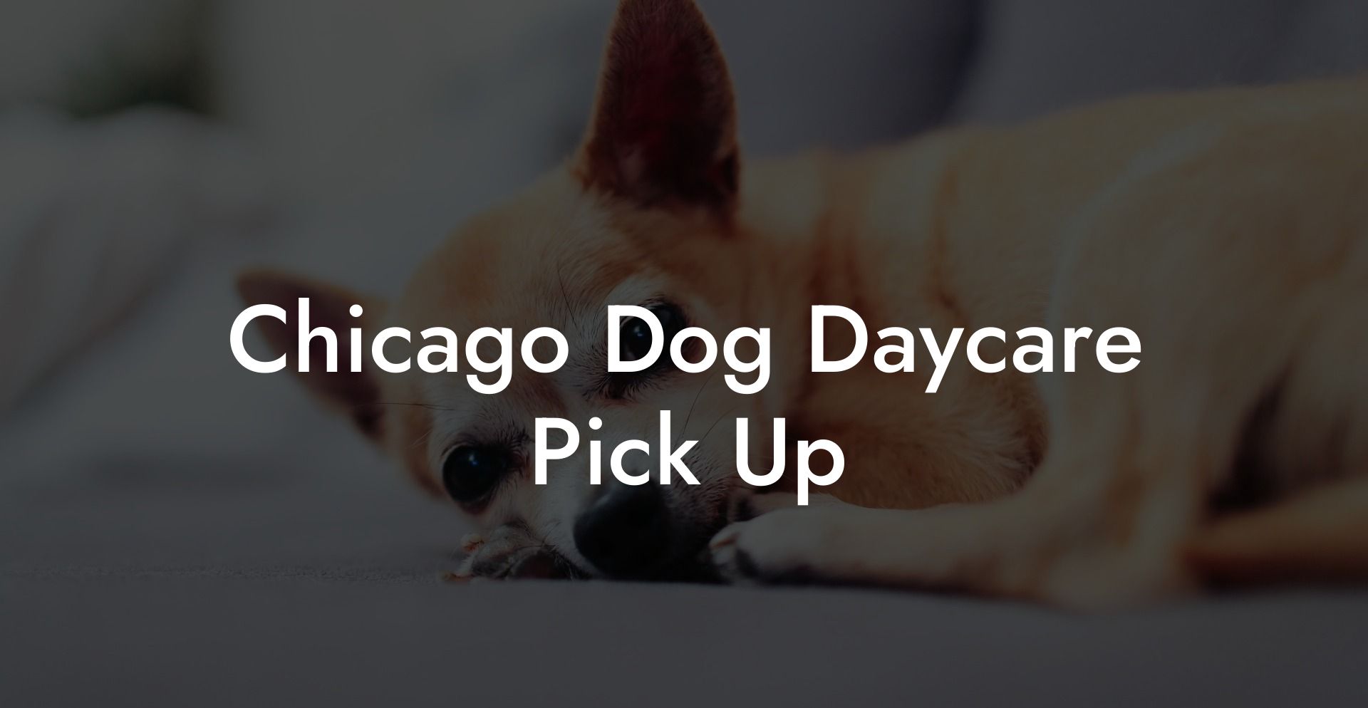 Chicago Dog Daycare Pick Up
