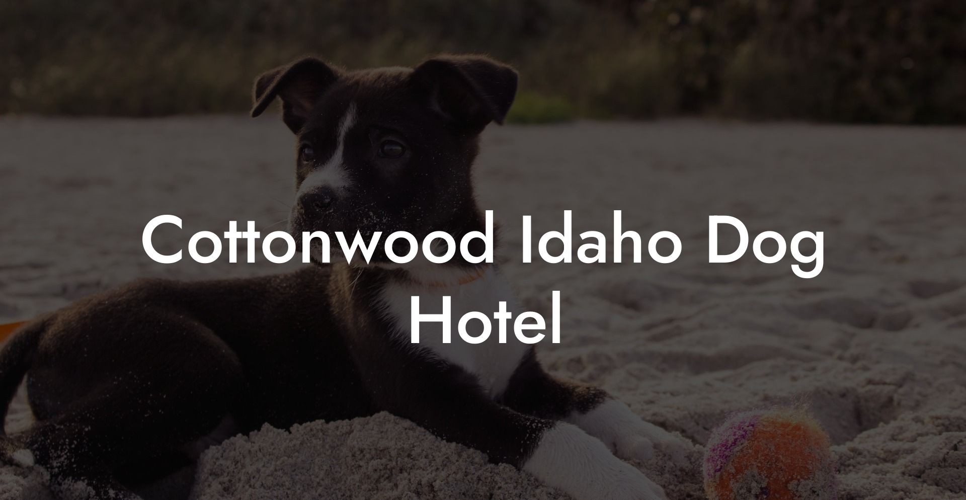 Cottonwood Idaho Dog Hotel