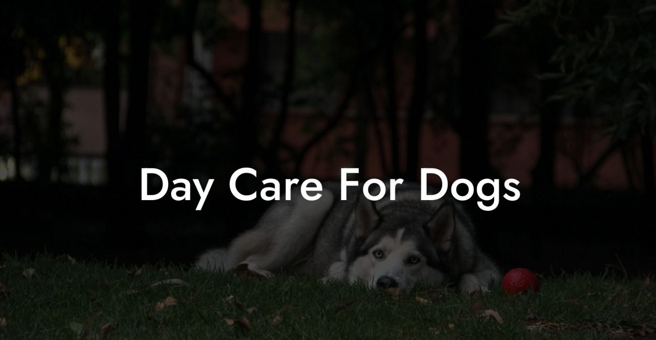 Day Care For Dogs