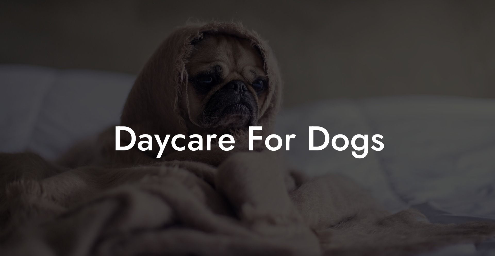 Daycare For Dogs