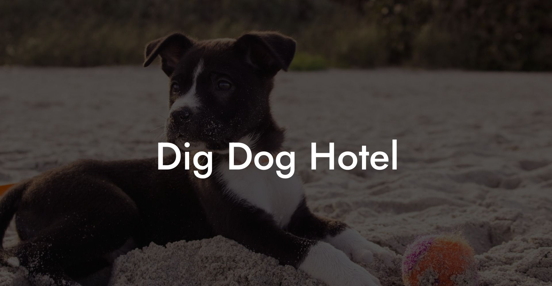 Dig Dog Hotel