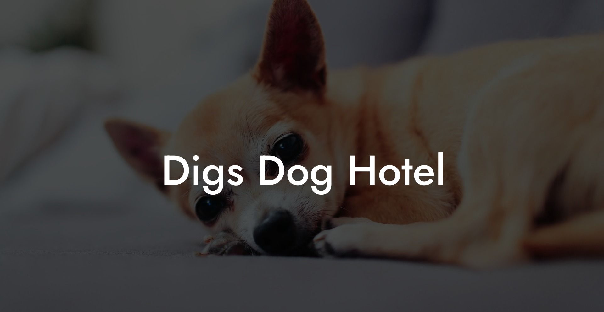 Digs Dog Hotel
