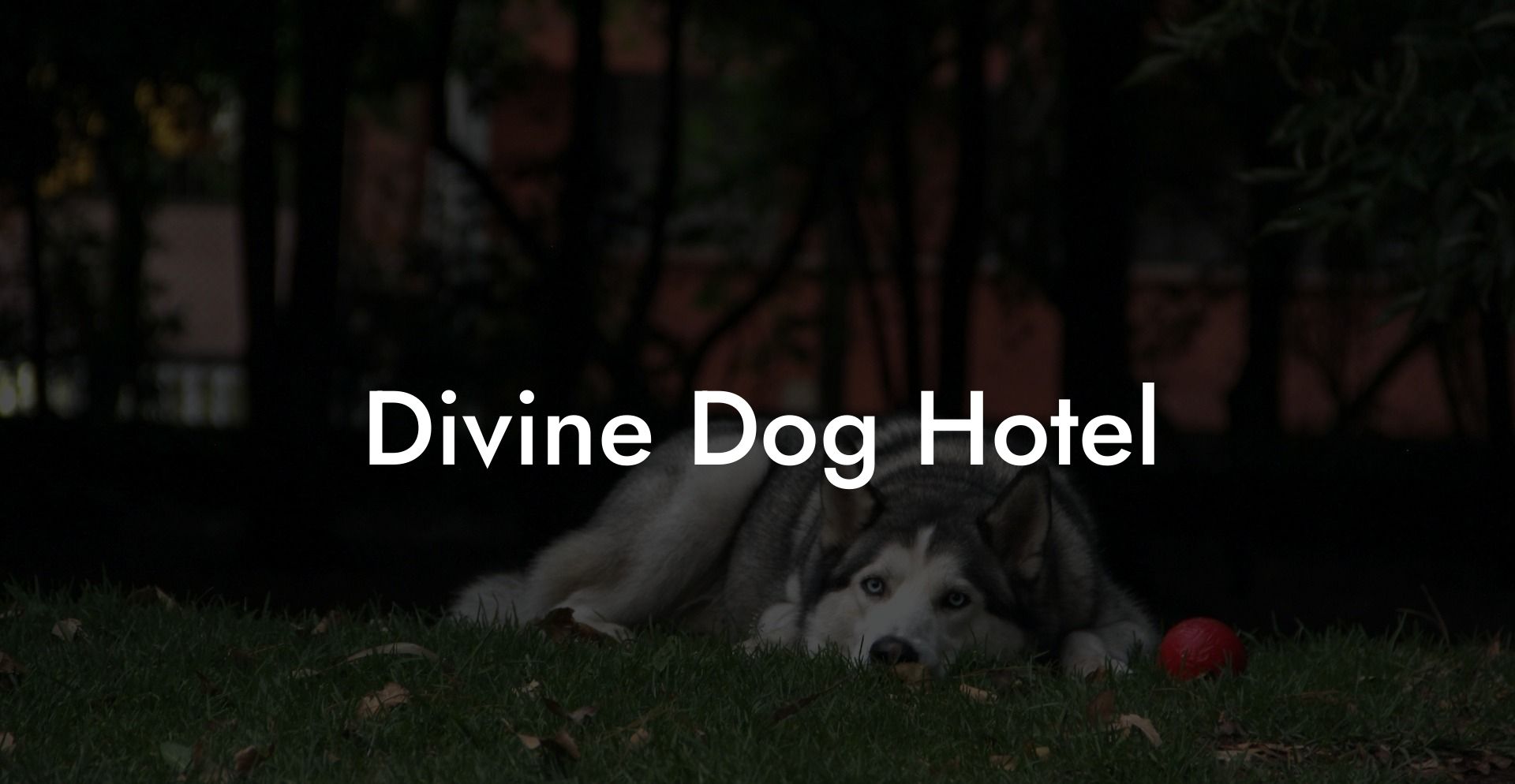 Divine Dog Hotel
