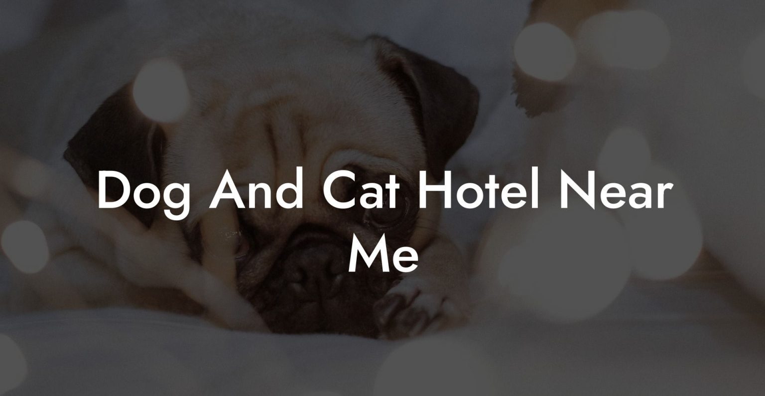 Dog And Cat Hotel Near Me Dog Hotels
