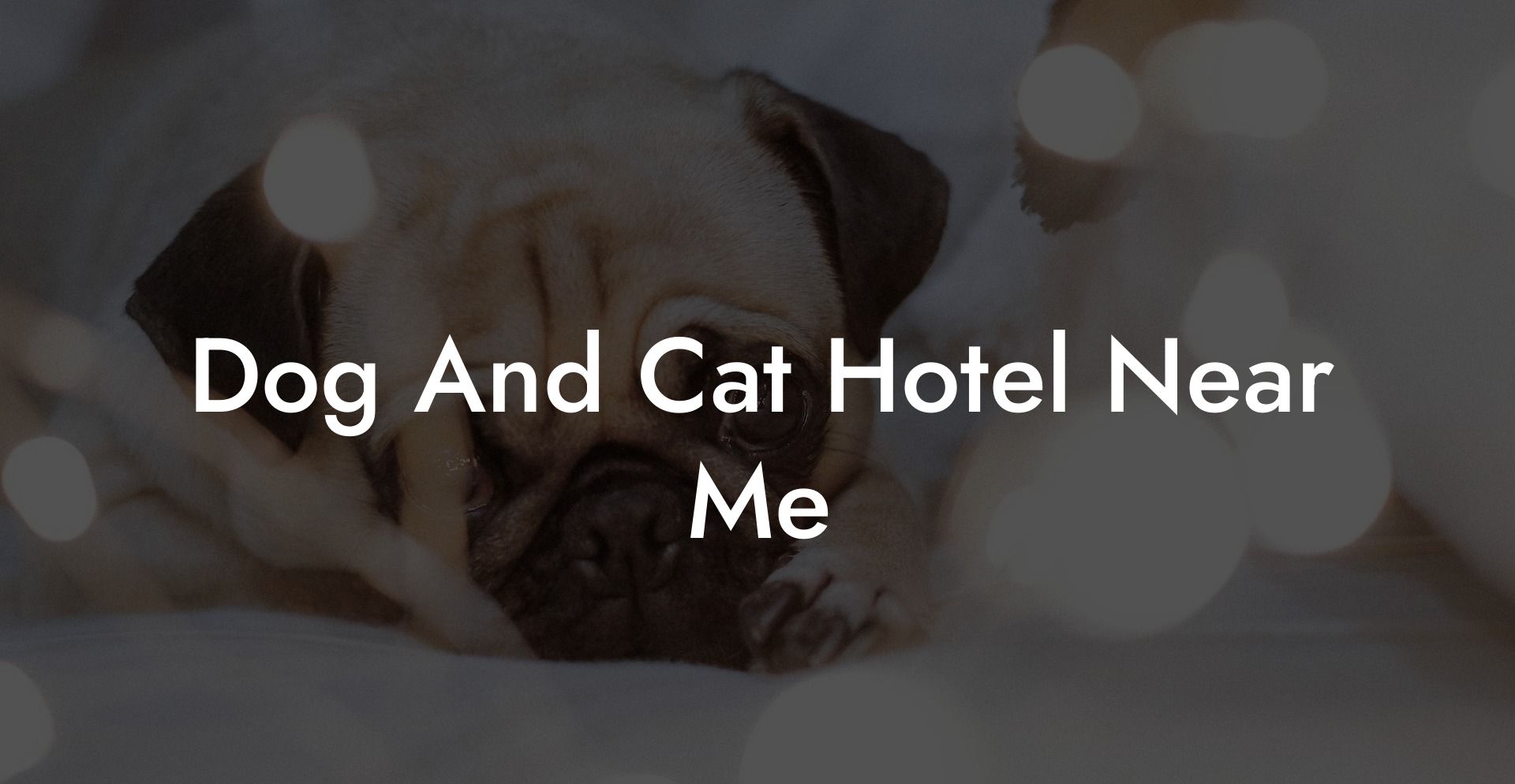 Dog And Cat Hotel Near Me