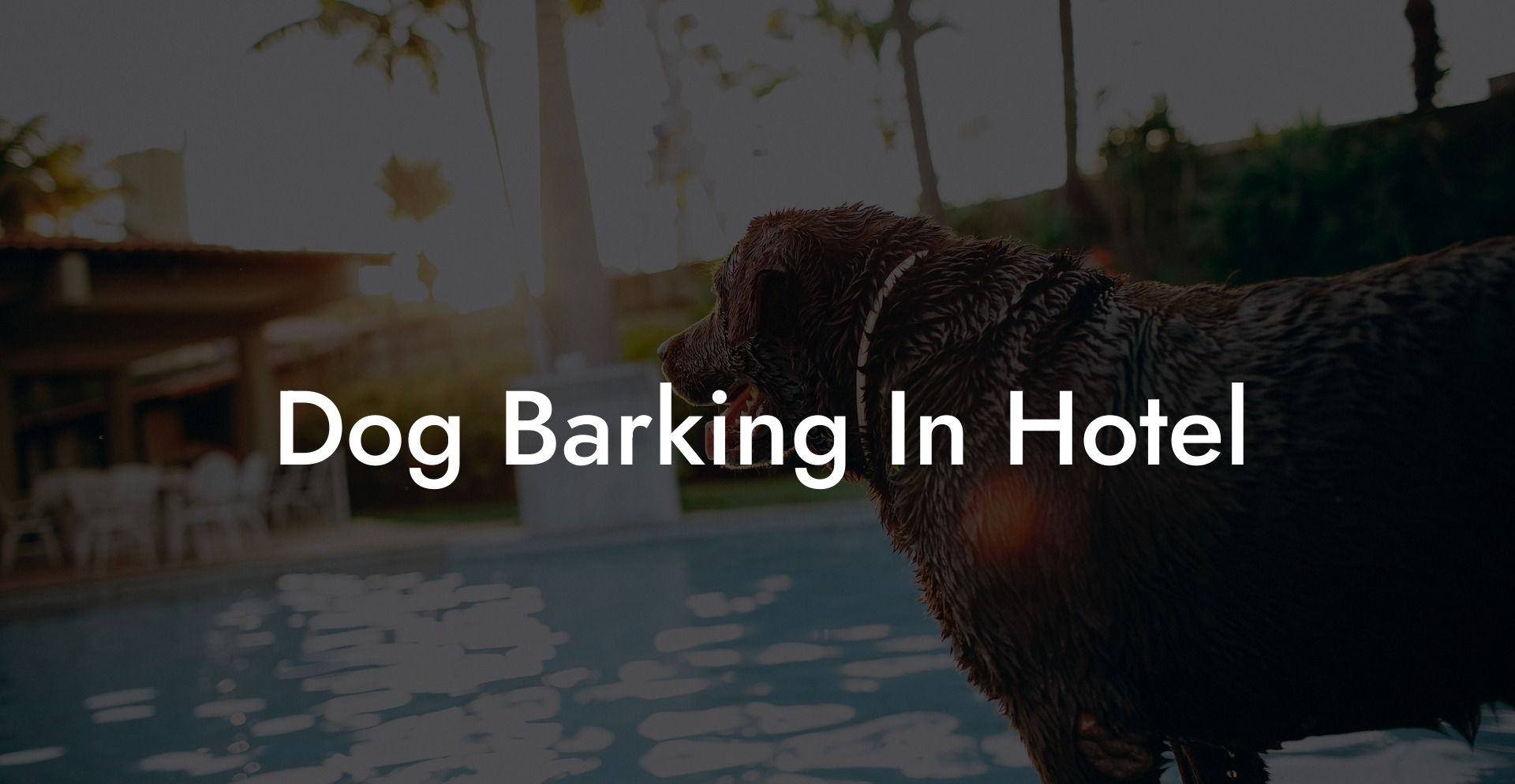 Dog Barking In Hotel