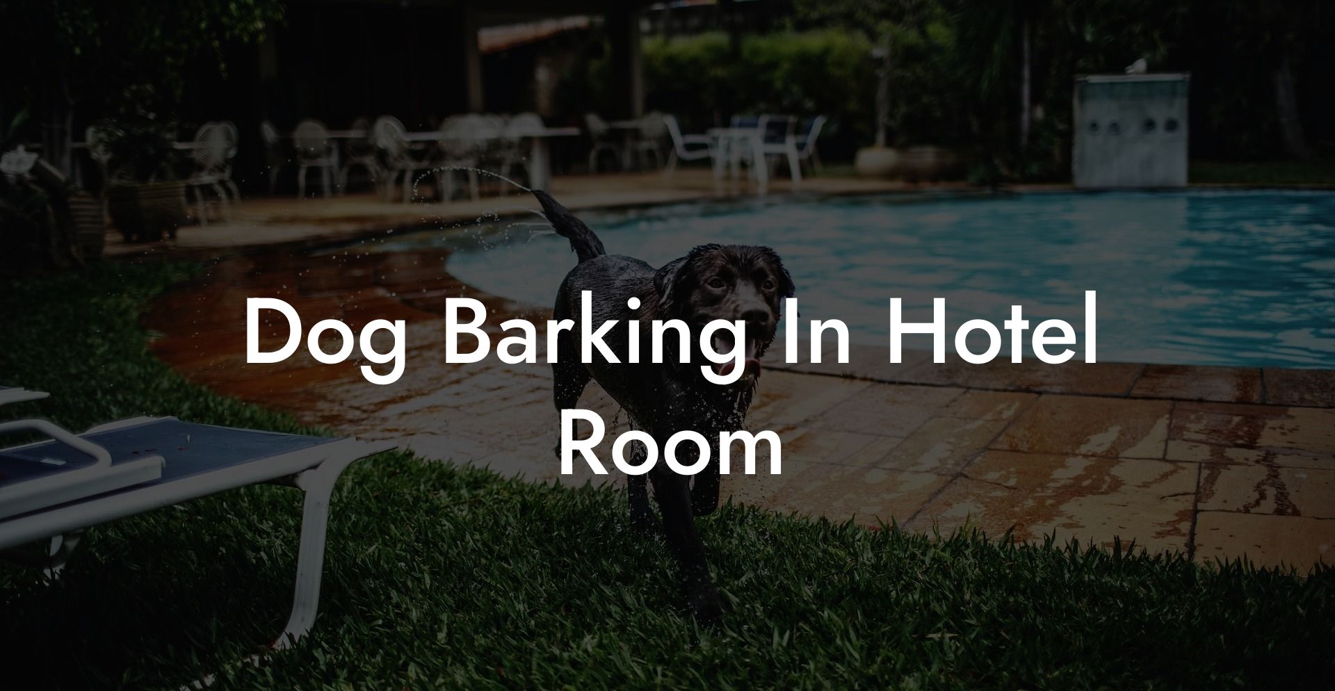 Dog Barking In Hotel Room