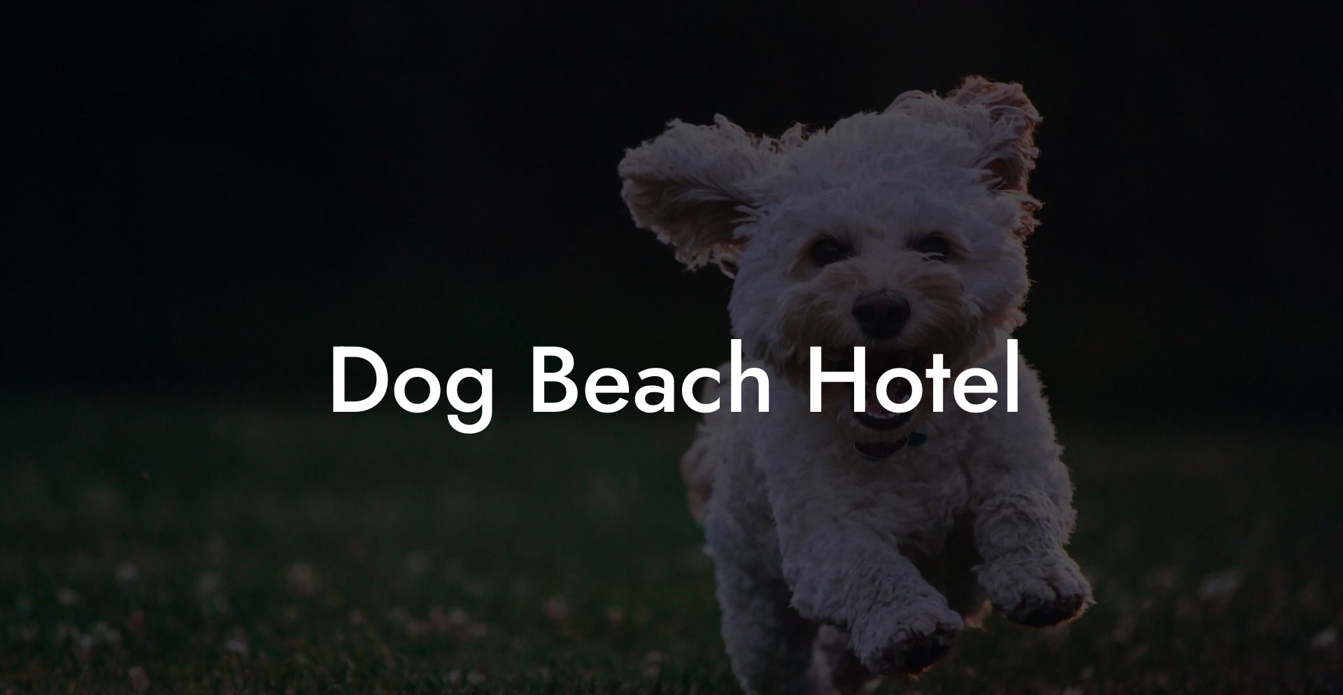 Dog Beach Hotel