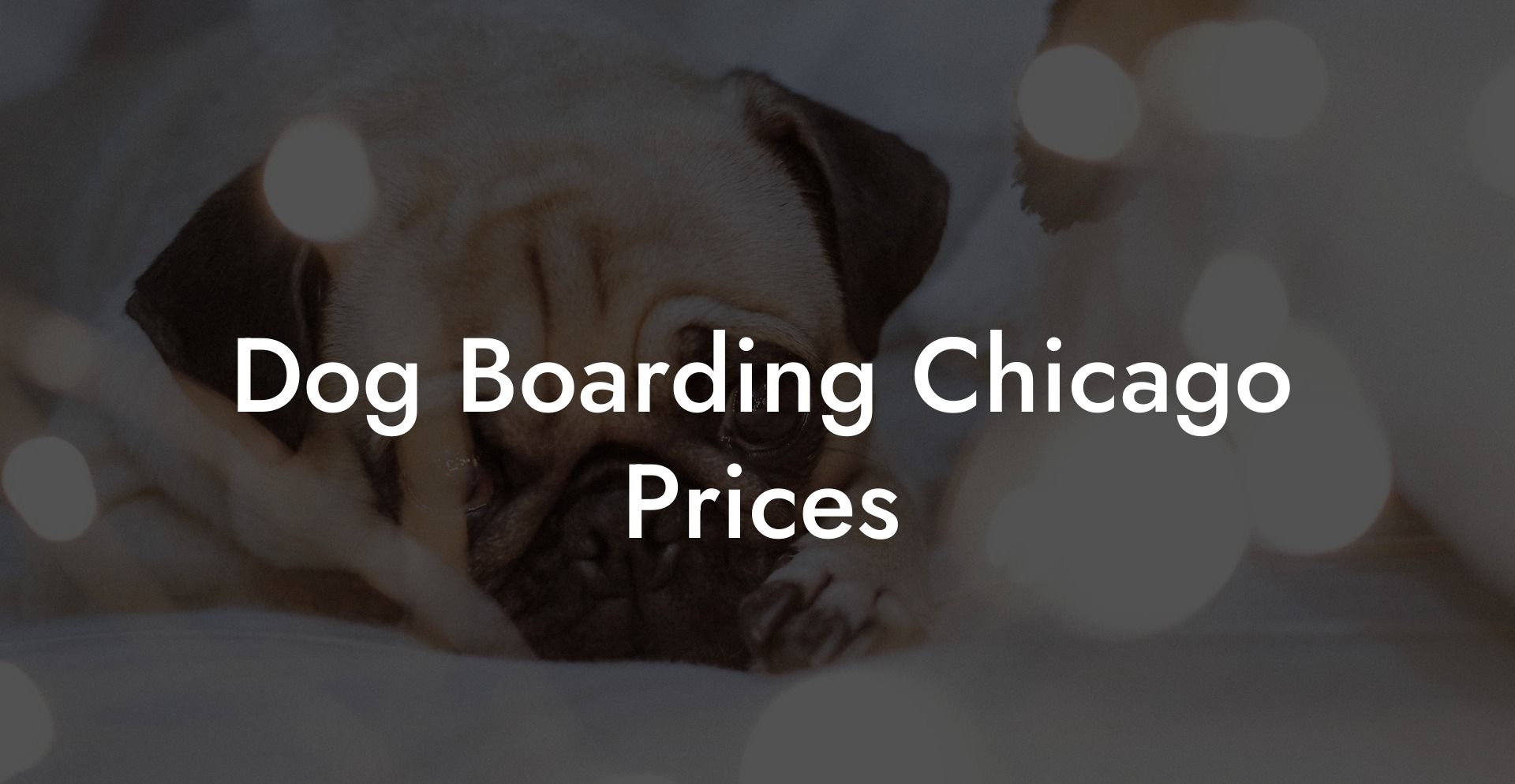 Dog Boarding Chicago Prices