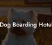 Dog Boarding Hotel