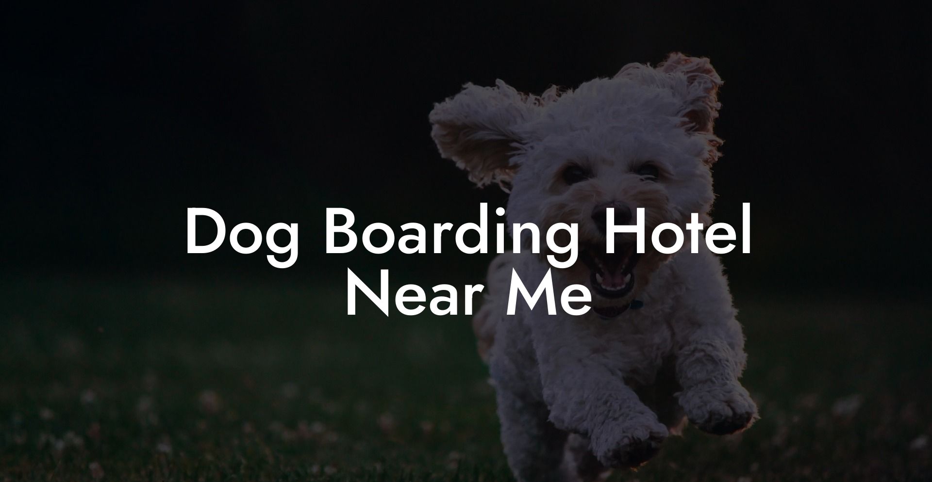 Dog Boarding Hotel Near Me