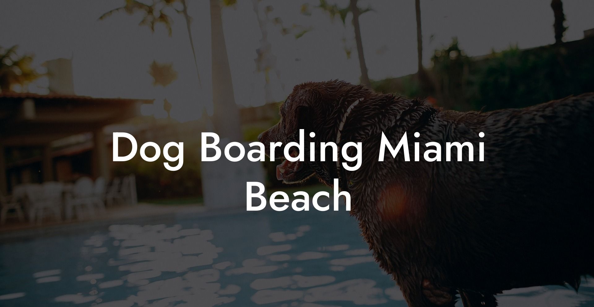 Dog Boarding Miami Beach