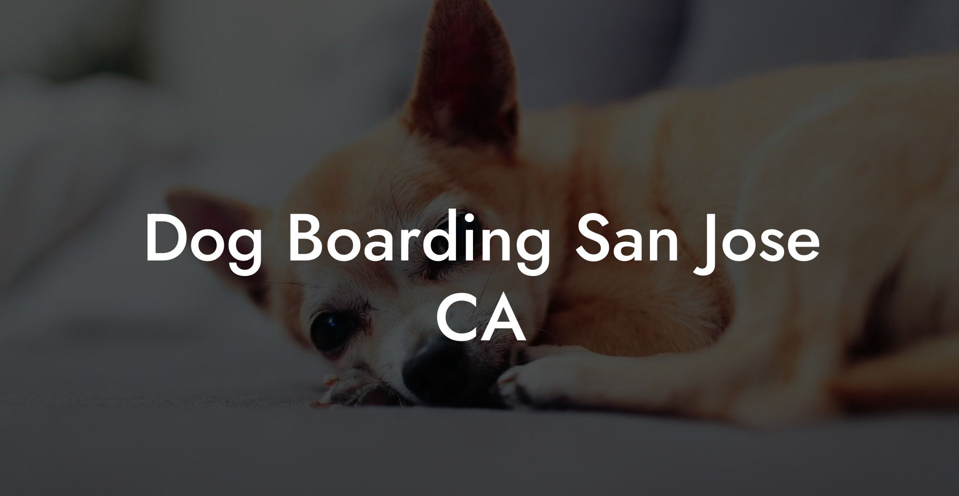 Dog Boarding San Jose CA