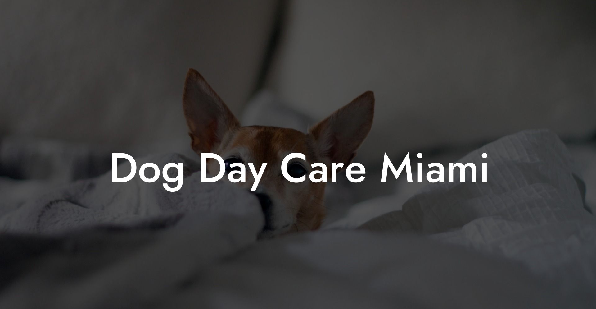 Dog Day Care Miami