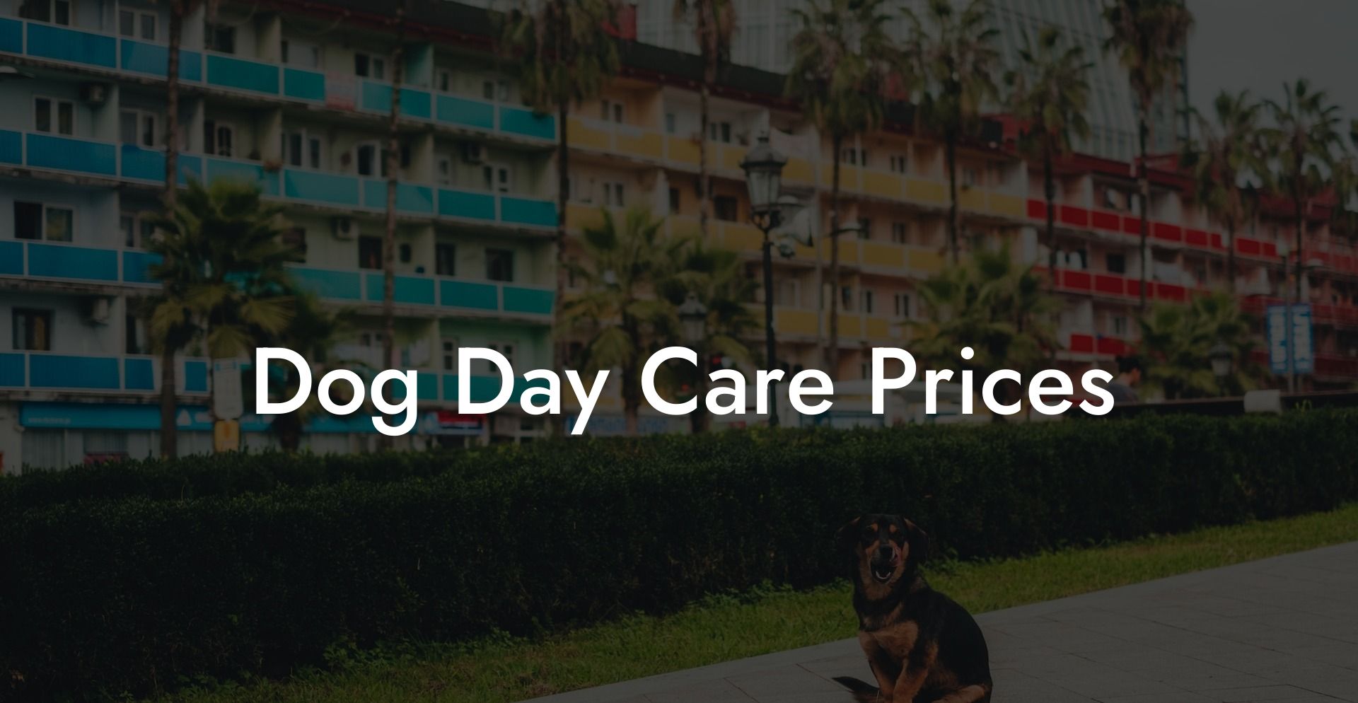 Dog Day Care Prices