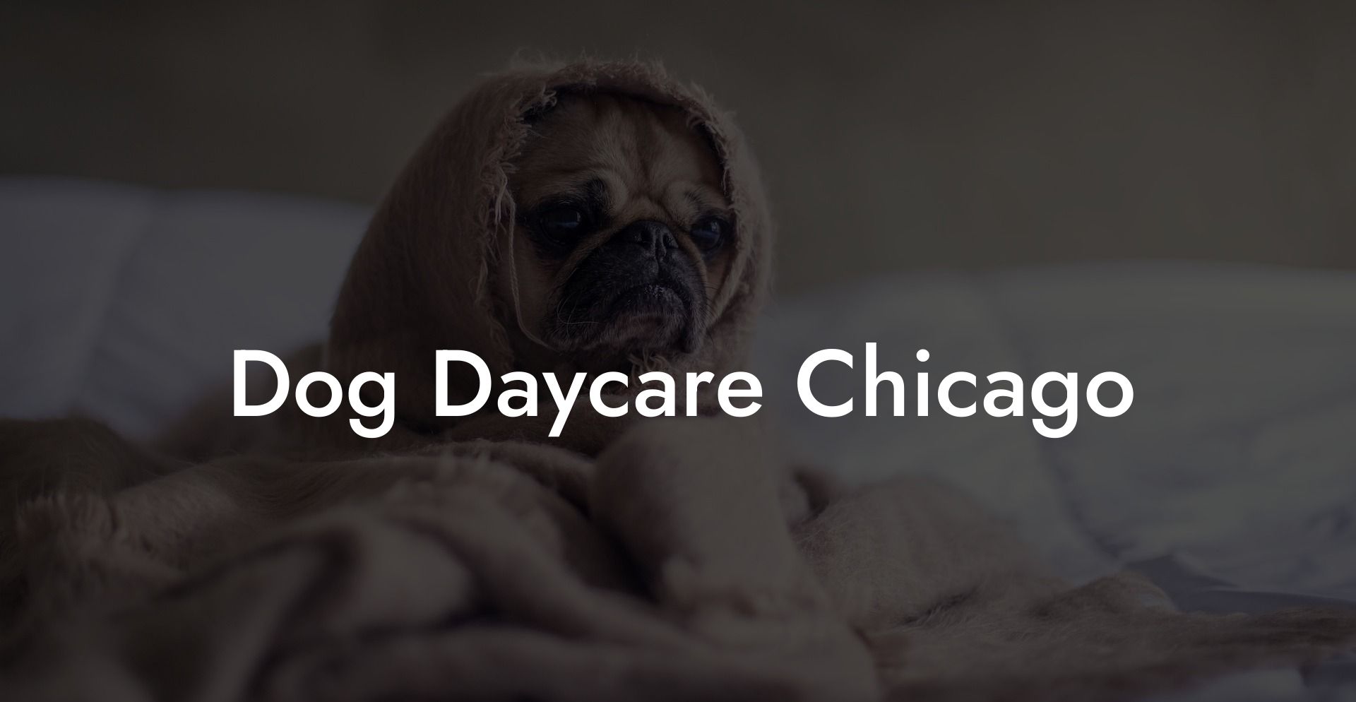 Dog Daycare Chicago