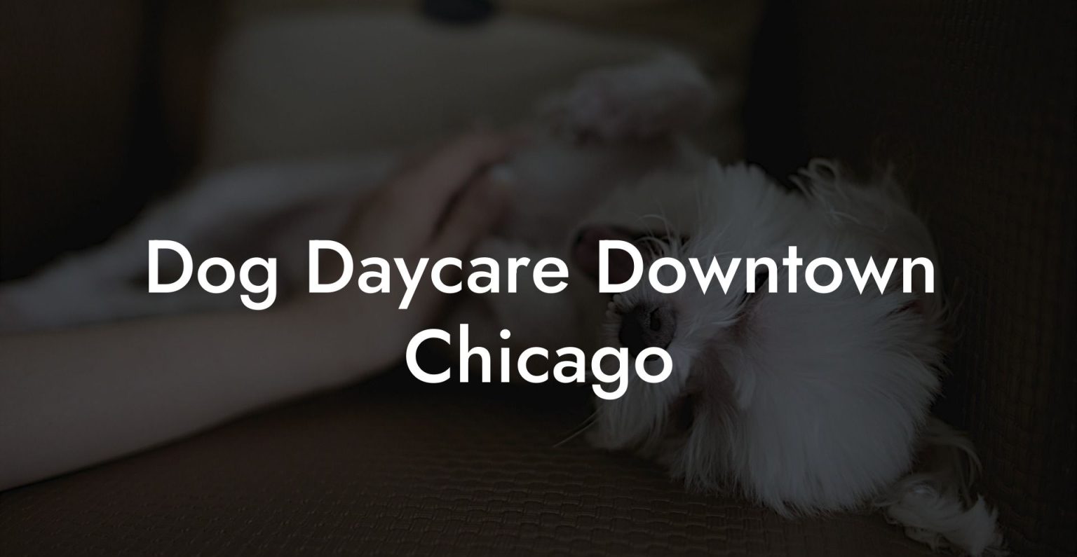 Dog Daycare Downtown Chicago Dog Hotels