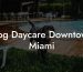 Dog Daycare Downtown Miami