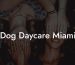 Dog Daycare Miami
