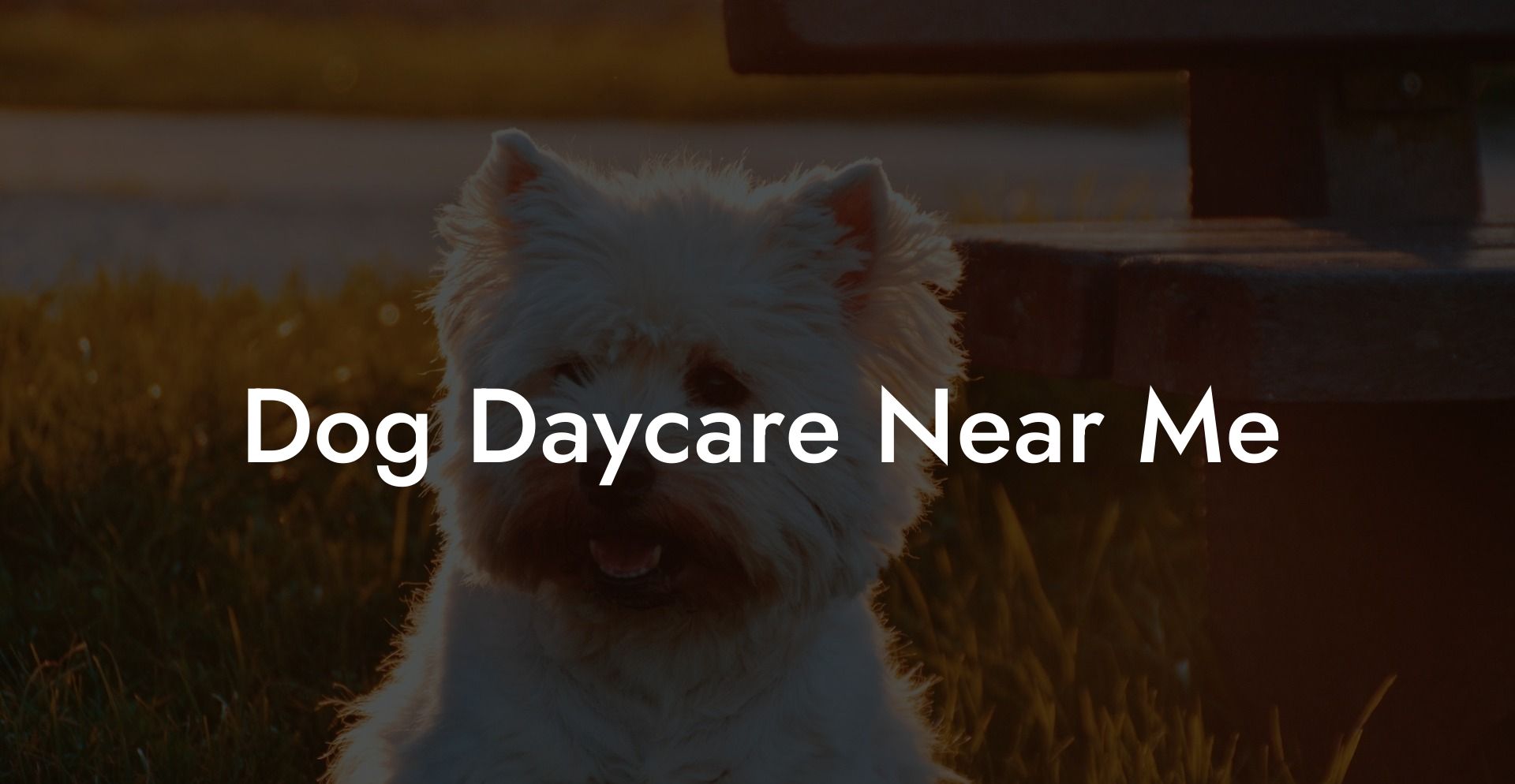 Dog Daycare Near Me