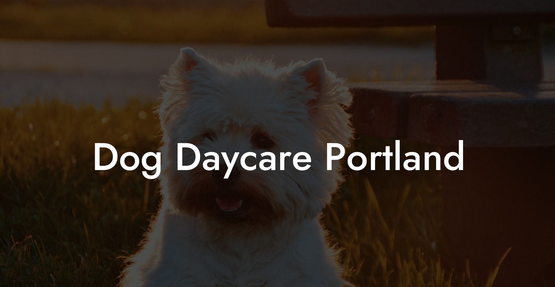 Dog Daycare Portland