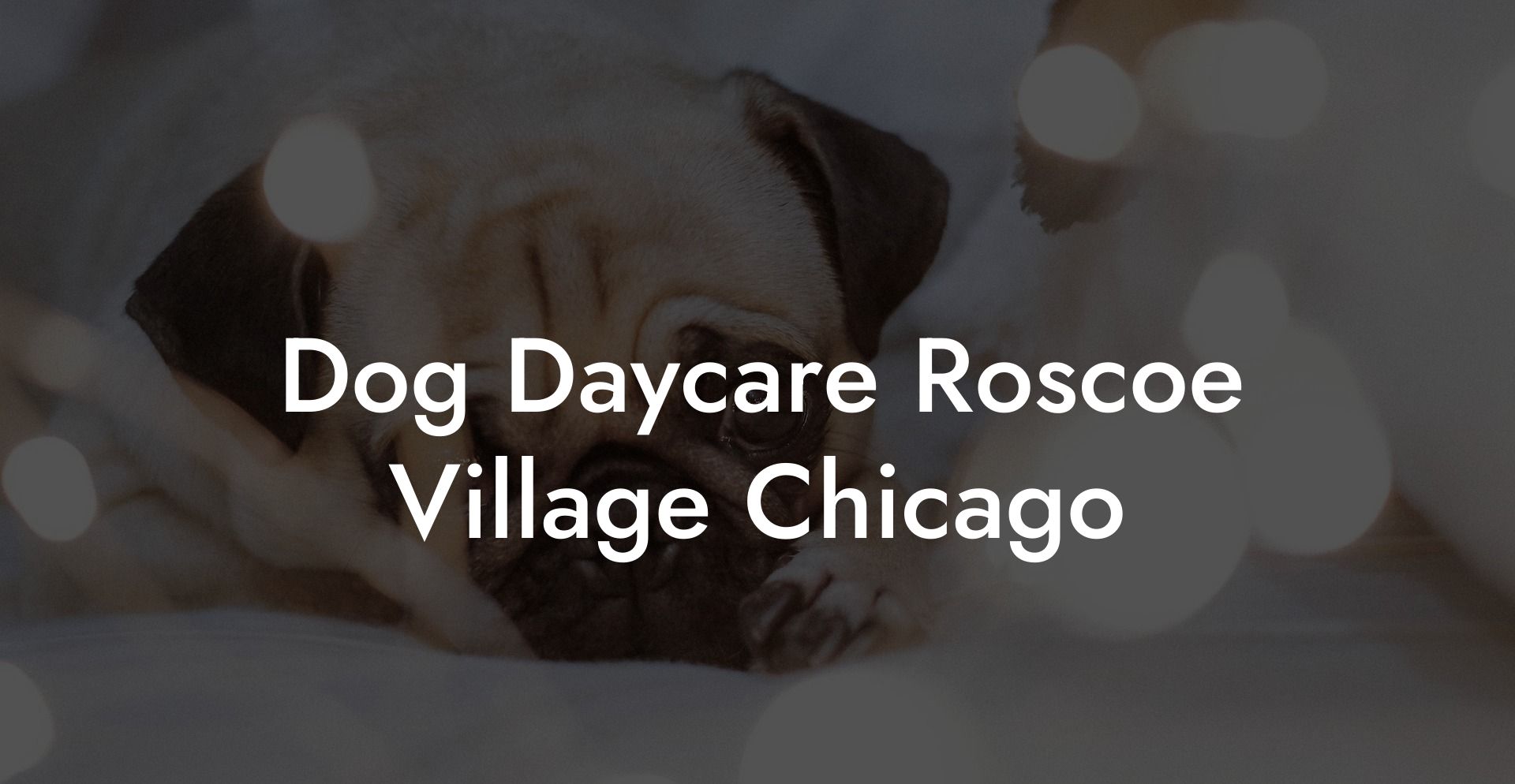 Dog Daycare Roscoe Village Chicago
