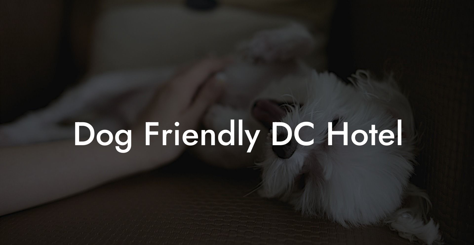 Dog Friendly DC Hotel