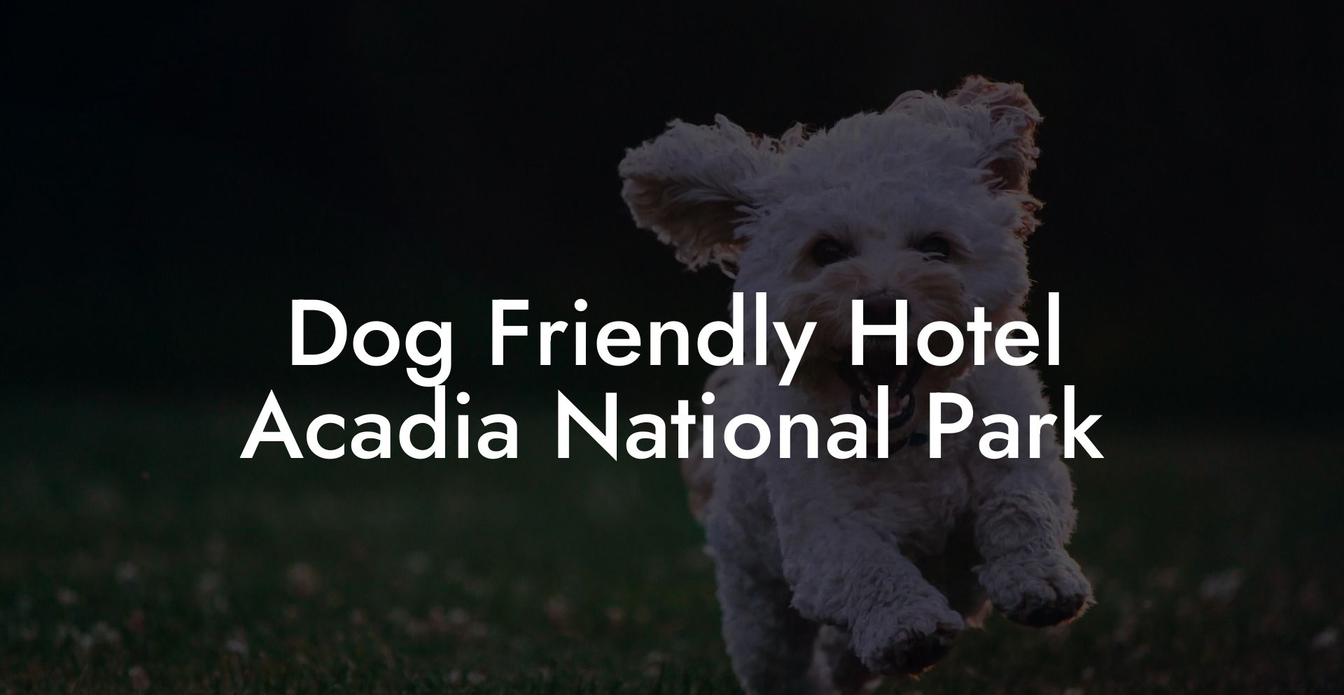 Dog Friendly Hotel Acadia National Park