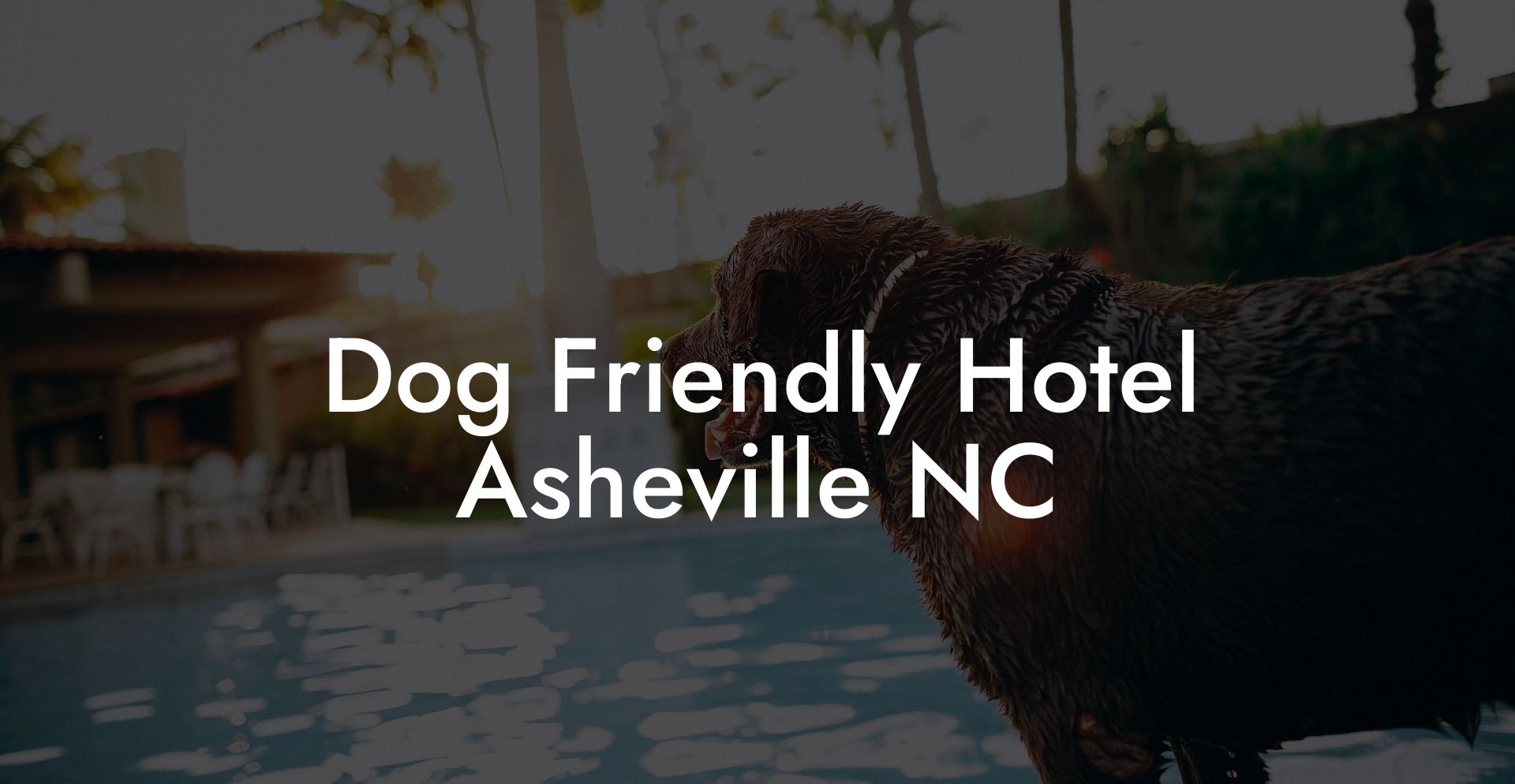 Dog Friendly Hotel Asheville NC