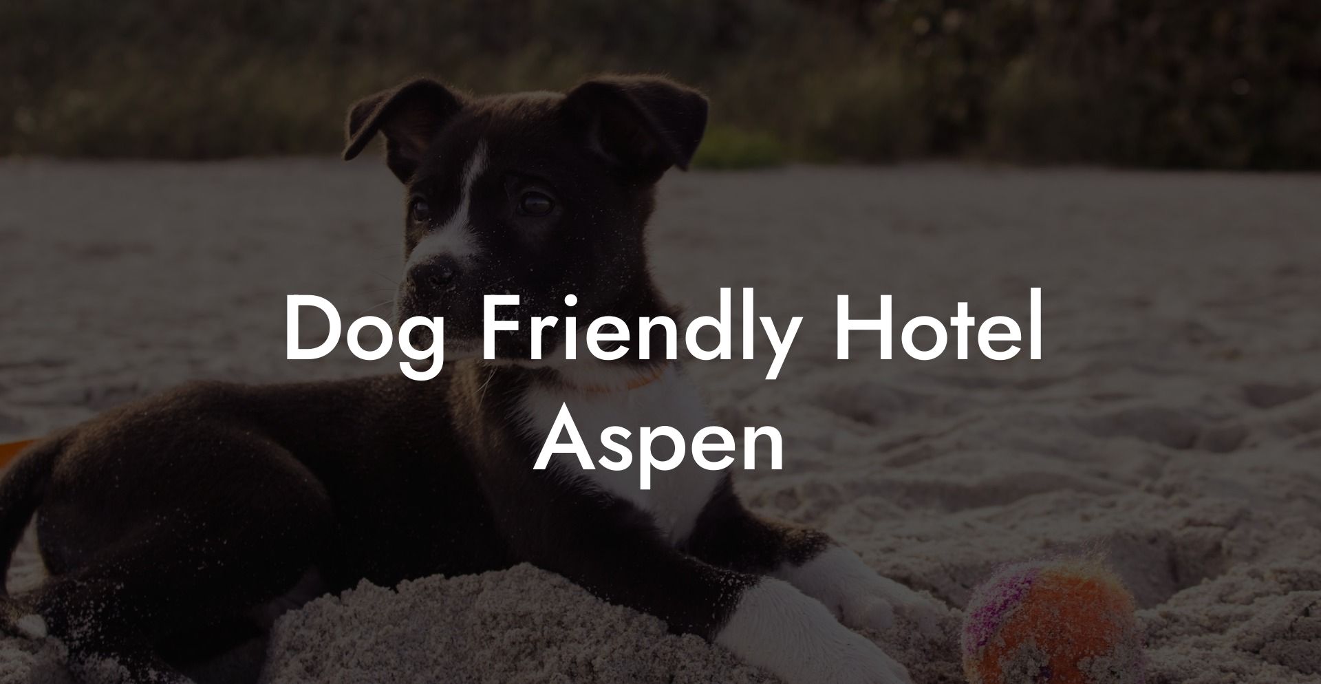 Dog Friendly Hotel Aspen
