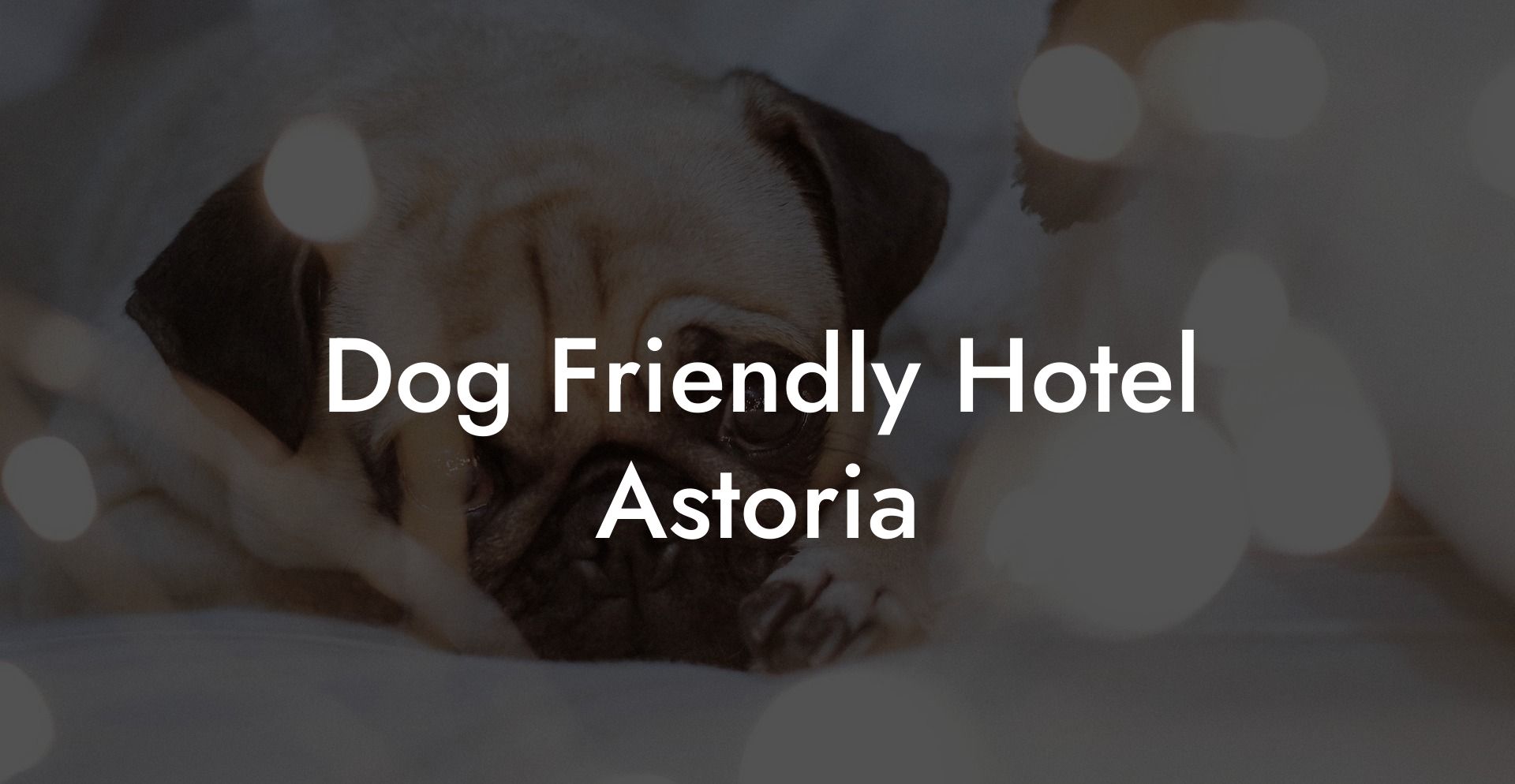 Dog Friendly Hotel Astoria